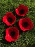 Mohnblume