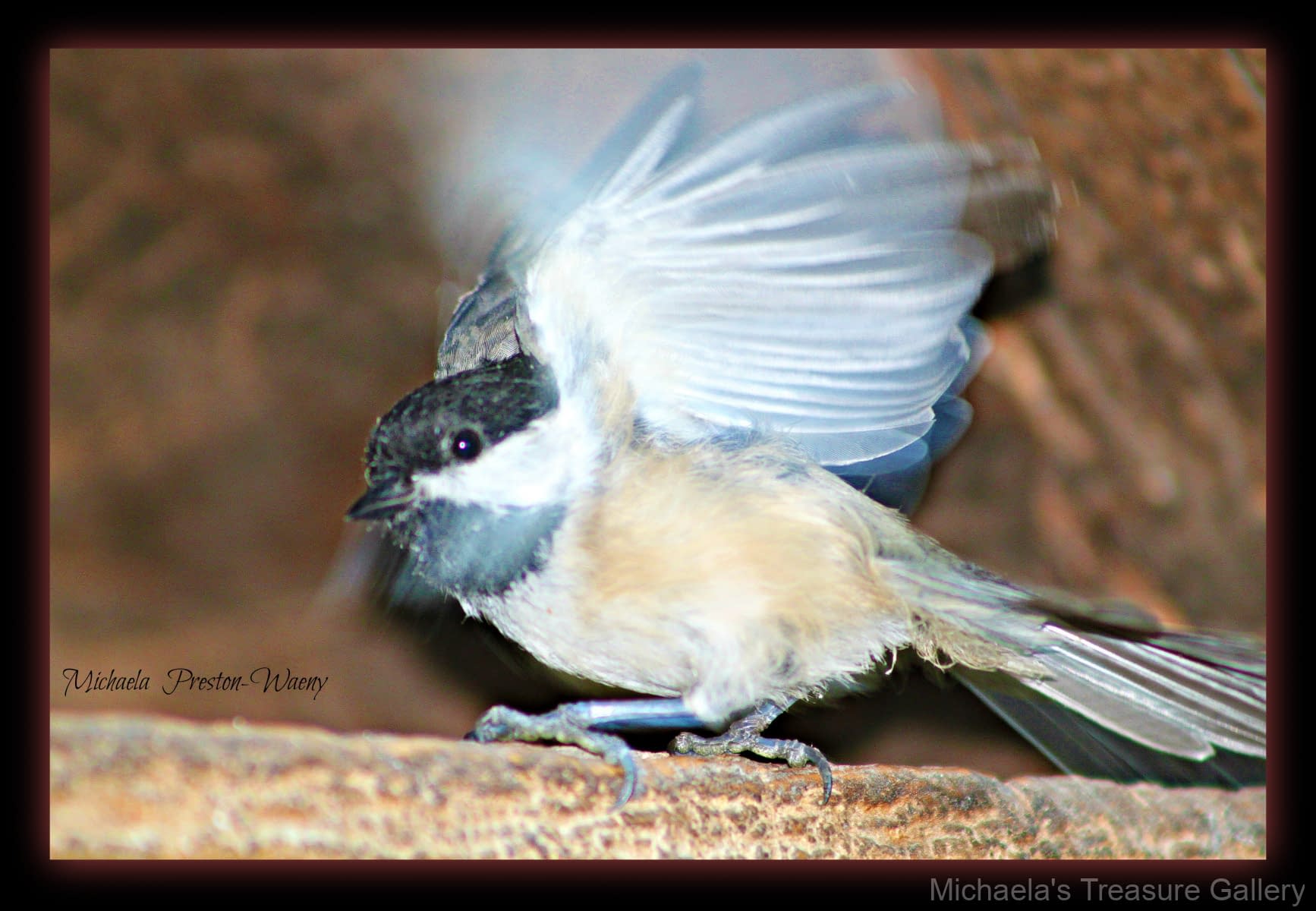 Checkadee