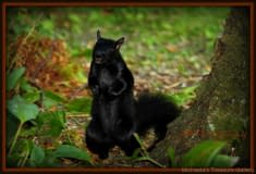 Squirrel