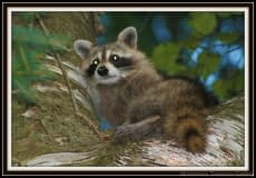 Racoon-3