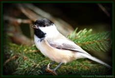 Little-Birdy