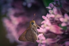Hungry-Moth