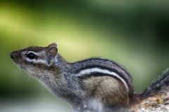 Chippy1-copy
