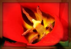 Inside-the-Tulip
