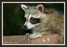Racoon-2