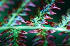 Sign-of-Fall