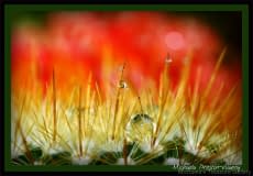 Cactus-Drops