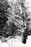 1_BW-Photographic