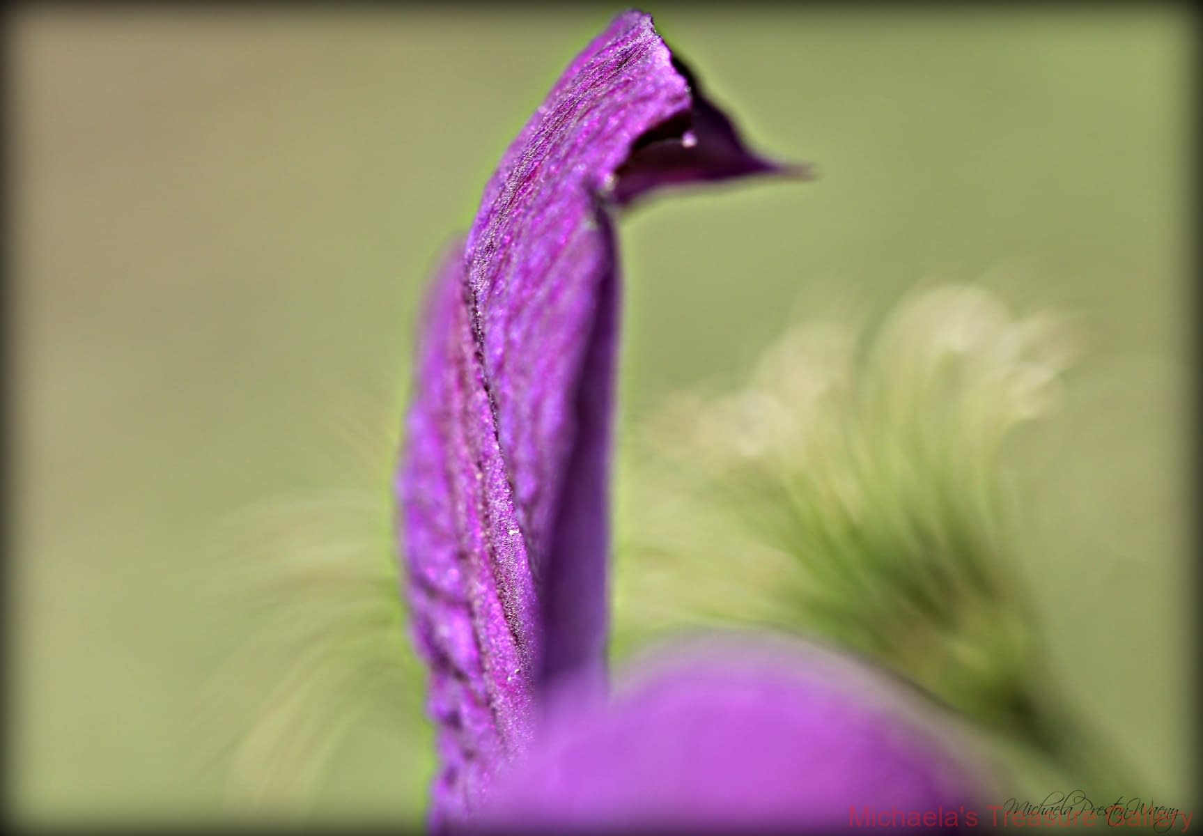 1_Purple-Pedal