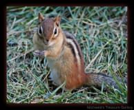 Chippy