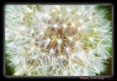 Dandylion-2
