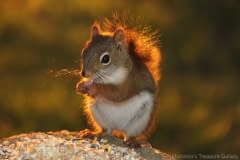 Red-Squirrel