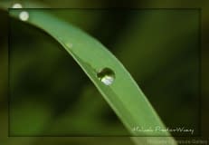 Drop