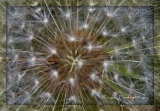 Dandylion