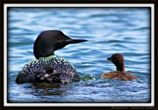 Loon