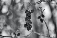 Pine-cones