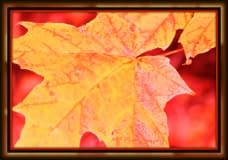 Fall-Beauty