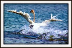 Swan