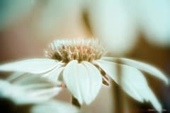Gentle-White