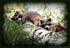 Racoons