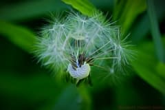 Electrifying-Dandy
