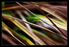 Grass