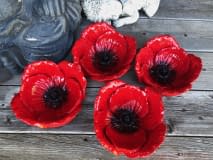 Mohnblume