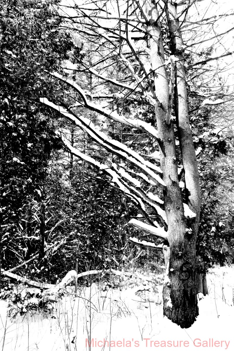 1_BW-Photographic