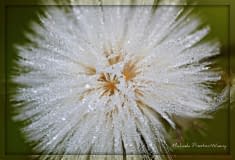Frost-ball