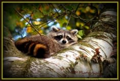 Racoon