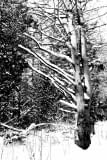 BW-Photographic