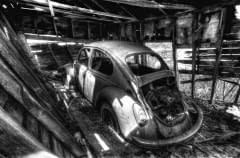 Forgotten-Beetle