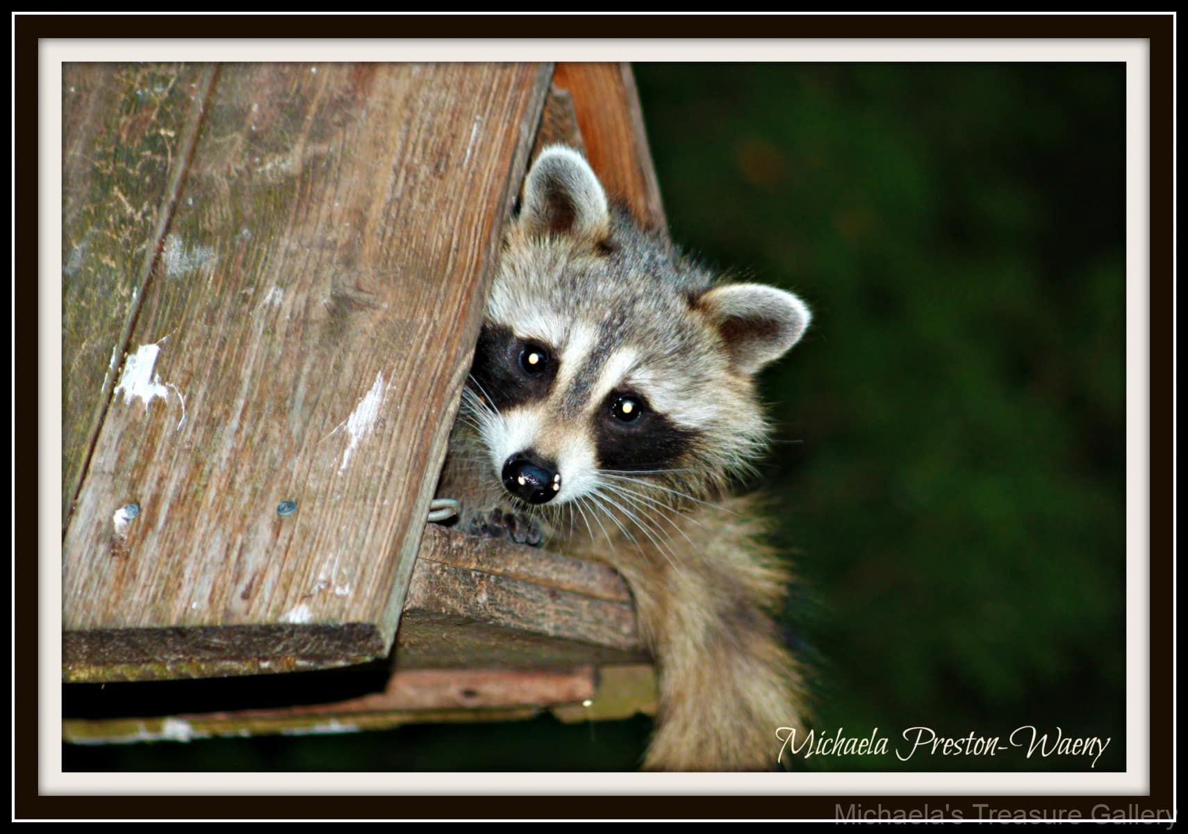 Racoon-1