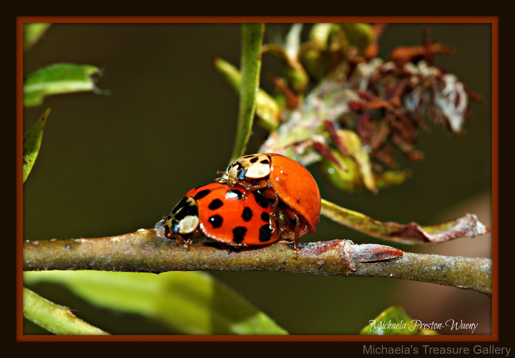 Lady-Bugs