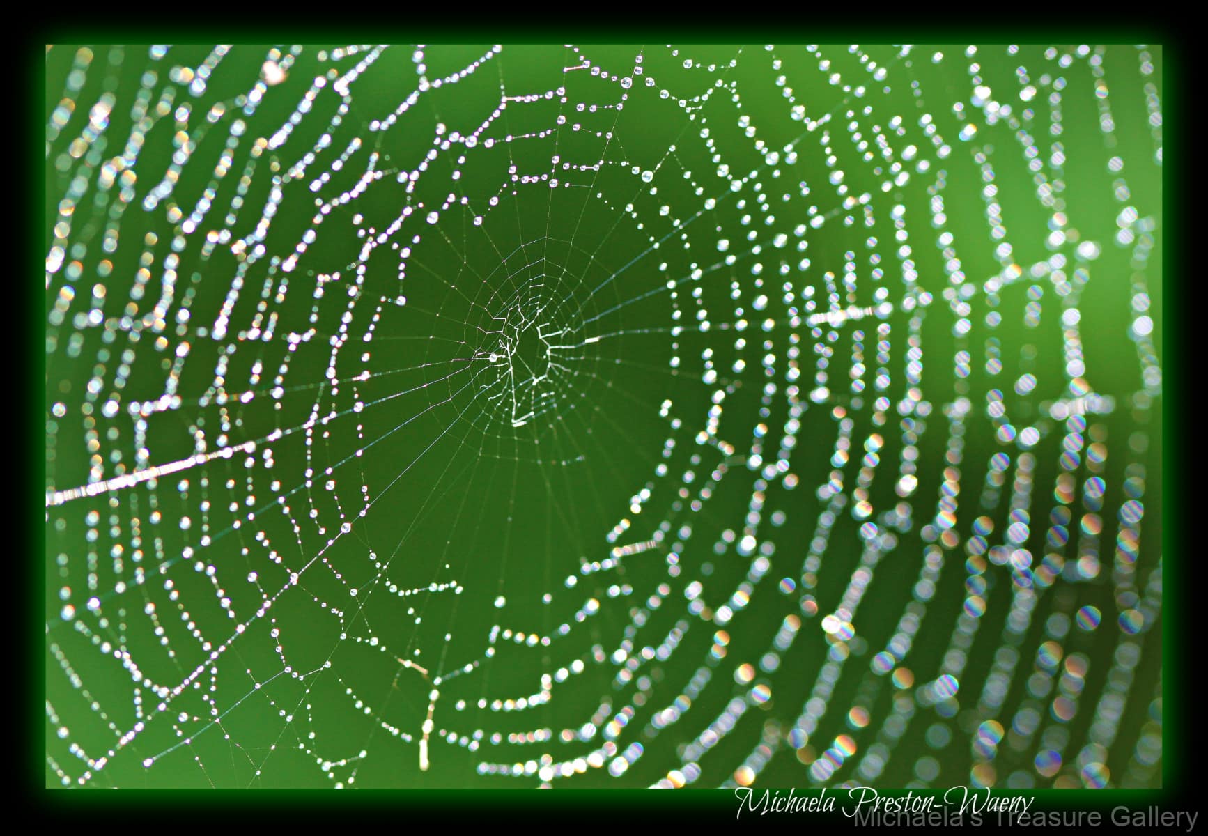 Spyder-Web