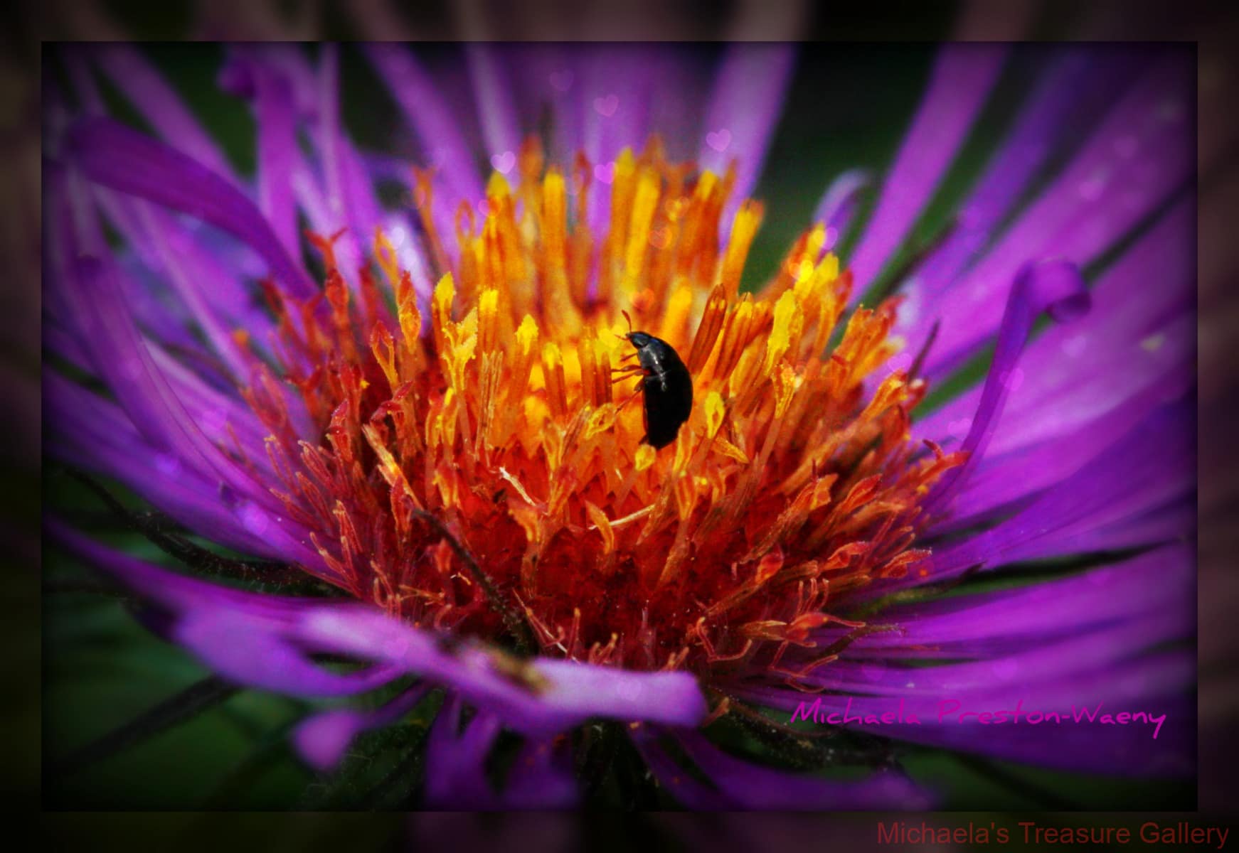 Exploring-the-flower