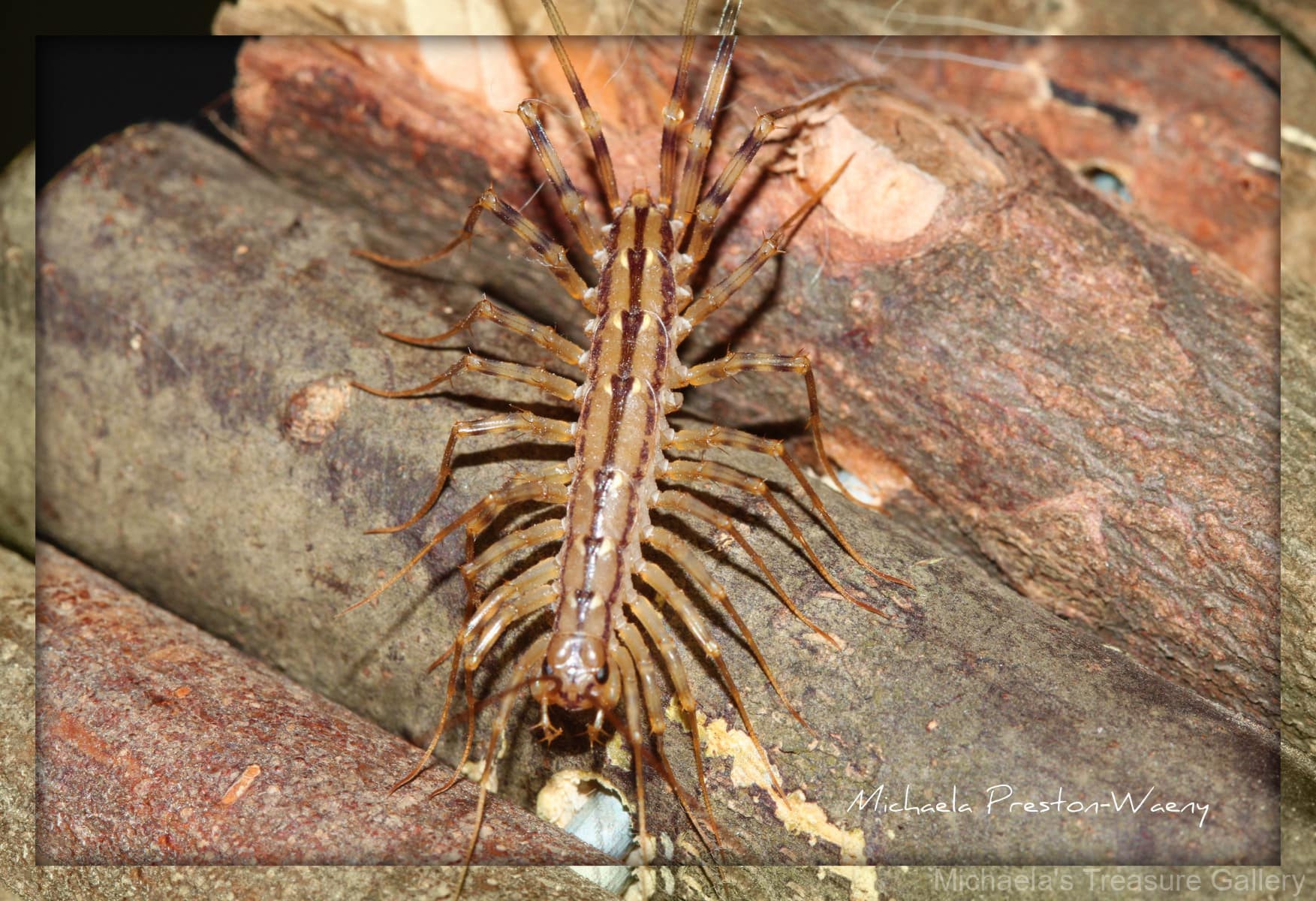 House-Centipede-1