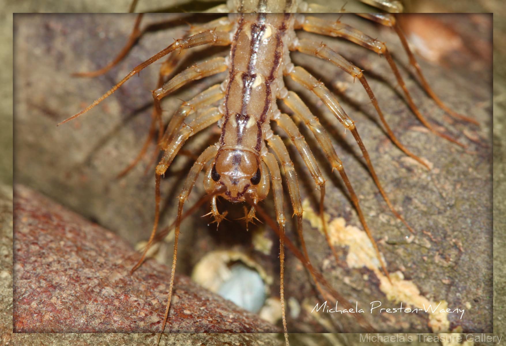 House-Centipede-2