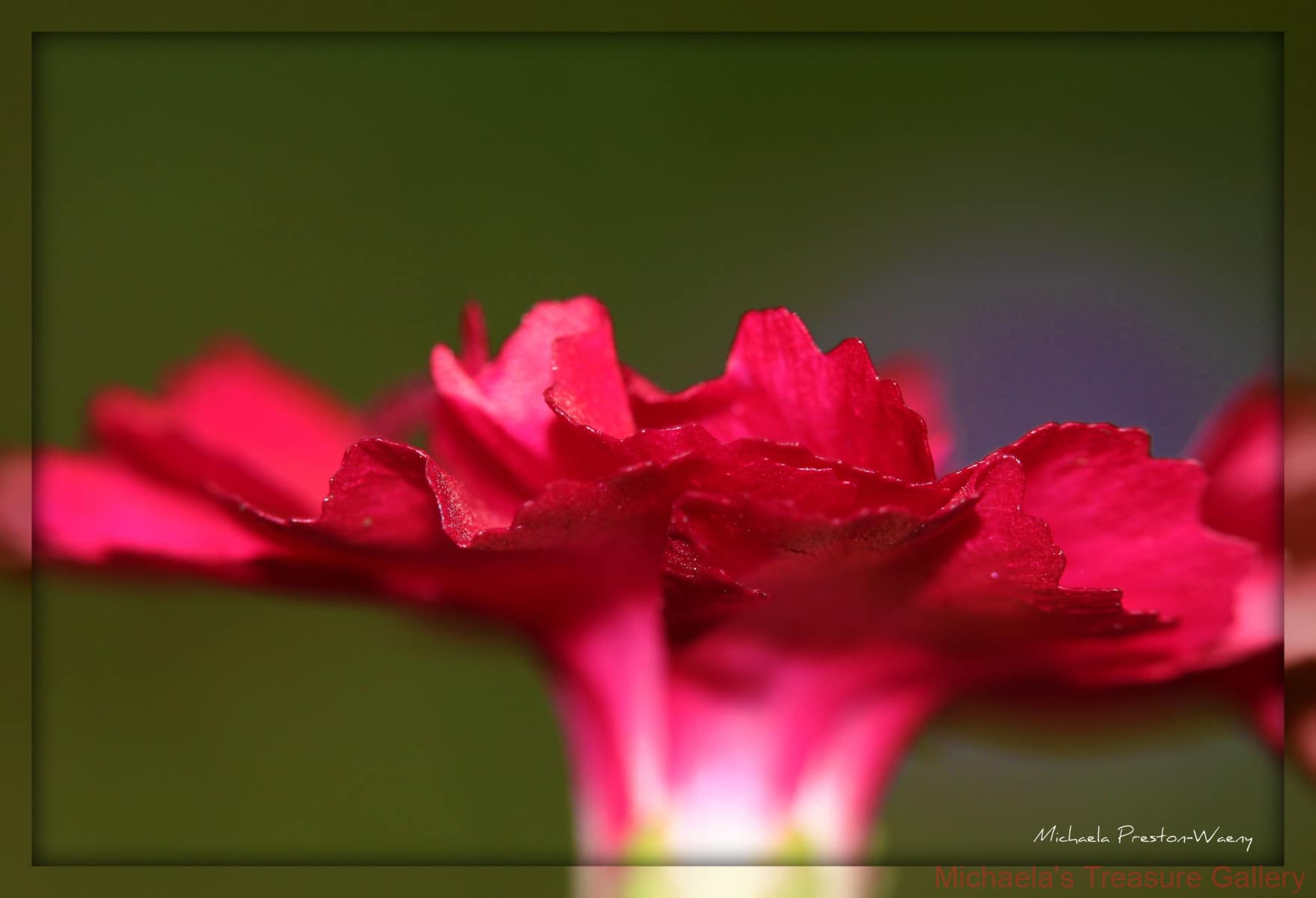 Red-Petals