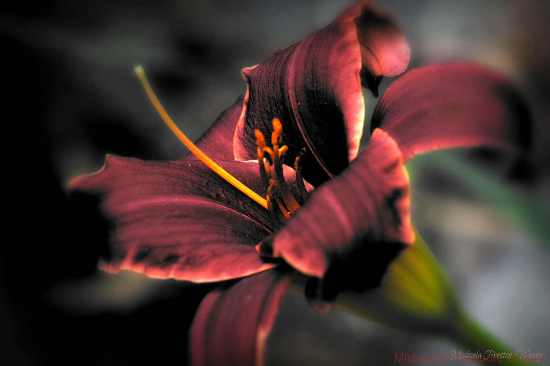 Red-Lilly2