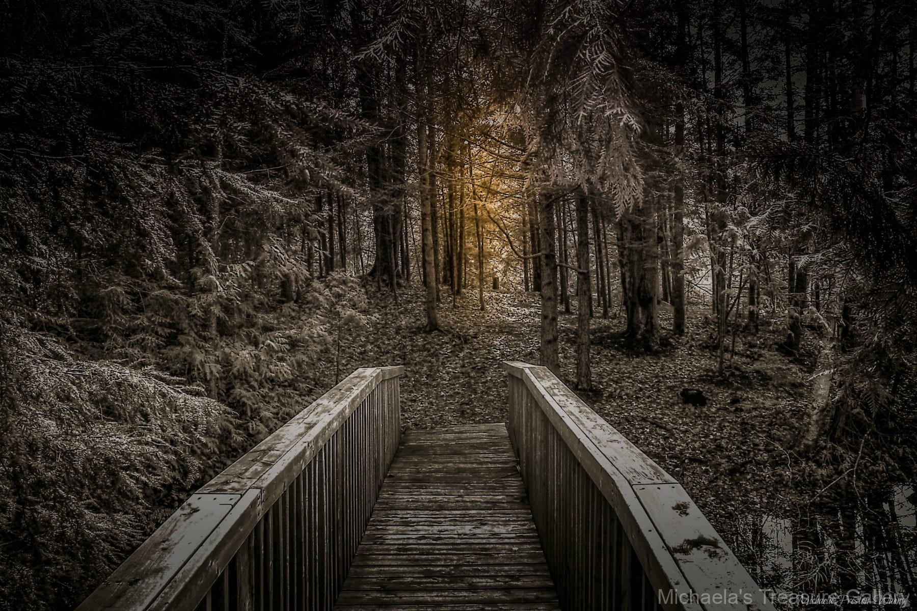 The-Light-in-the-Woods