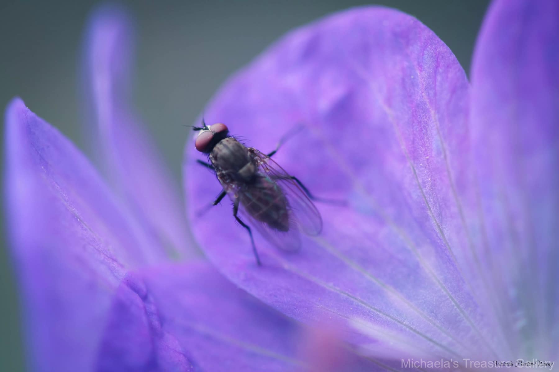 Purple-Fly
