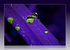 Drops-