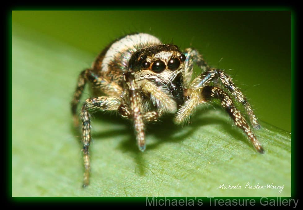 Jumping-Spider